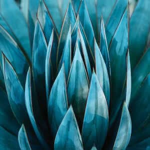 Is Tequila Vegan - Agave Plant