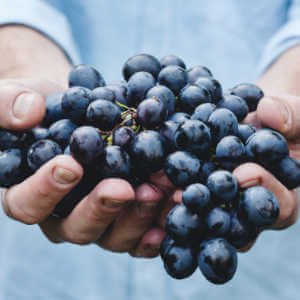 Vegan Organic Wines - Grapes